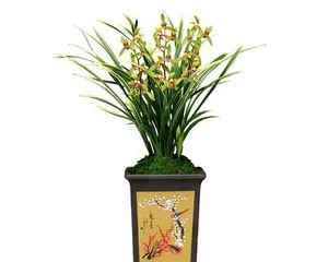 The blooming period and number of flowers of Jianlan Jinqi (Exploring the blooming time and flowering period of Jianlan Jinqi)