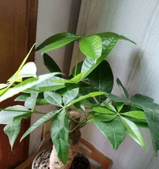 How to Care for a Money Tree, Comprehensive Care Guide
