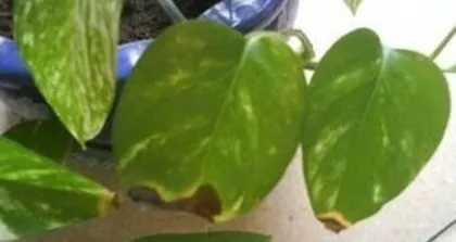 What are the reasons for pothos yellow leaves? Analysis of the causes of pothos yellow leaves