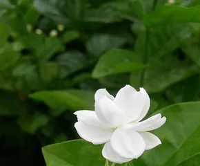 What is the meaning of jasmine, a symbol of pure love and beautiful implications?