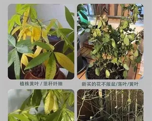 Watering Time and Precautions for Money Trees (15 Tips to Help You Grow Vibrant and Healthy Money Trees)