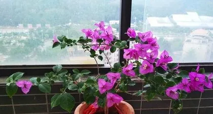 What are the characteristics of bougainvillea? The beautiful qualities and widespread applications of bougainvillea