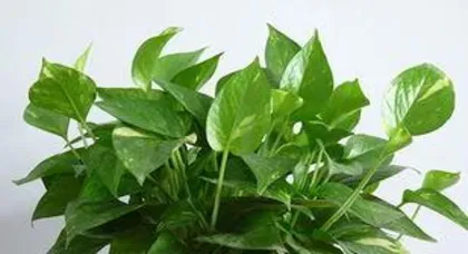 What are the functions and benefits of pothos? It is the green guardian that purifies the air and beautifies the home.
