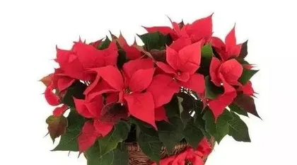 What are the colors of poinsettia?
