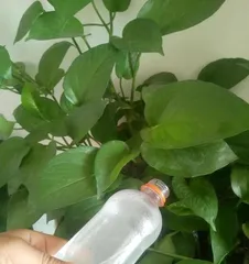 How to Water Devil's Ivy Scientifically? (Mastering the Frequency of Watering Devil's Ivy and Precautions)