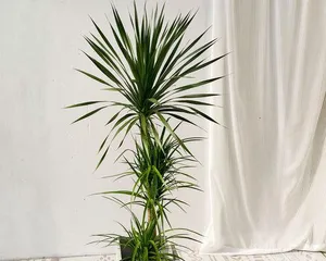 Is the Dragon's Beard Tree good for feng shui in the living room? (Living Room Feng Shui Layout, Is the Dragon's Beard Tree a Good Choice?)
