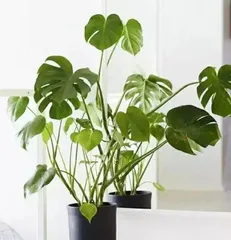 Which indoor plants can purify the air? Top 10 air-purifying plant recommendations