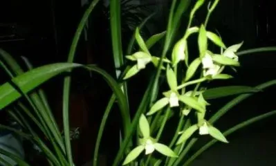 How to grow orchids to bloom? The way to prosperity with blooming flowers.