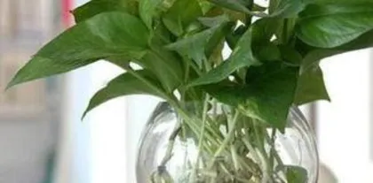 How to plant pothos cuttings for fast growth, secrets to accelerating growth analyzed