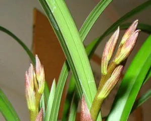 打造美丽花园的秘诀——建兰养护指南(如何让你的建兰开出更多、更美的花朵?)2
