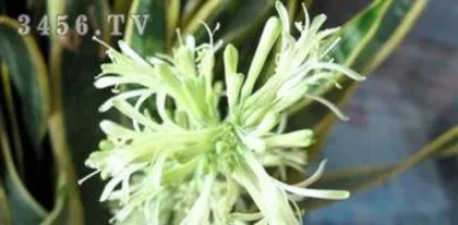 What is the meaning of the orchid flower, interpretation of the symbol of tenacity and courage