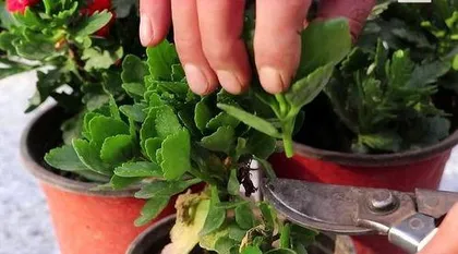 How to Prune Kalanchoe, Comprehensive Guide to Spring and Autumn Pruning Techniques