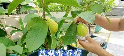 What kind of fruit trees are suitable for container gardening to create home greenery and fruit abundance?