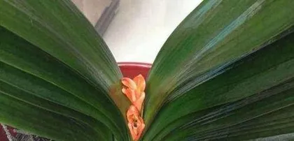 What to do if a Cymbidium orchid is snapping its箭? Analysis and solutions for the snapping箭 problem of Cymbidium orchids