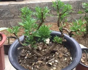 Pruning Methods for Pagoda Dogwoods (Techniques for Creating a Beautiful Garden)