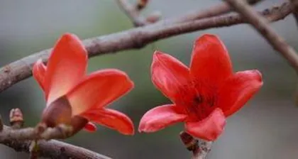 What is the meaning of the Bauhinia flower? It symbolizes passion, resilience, and happiness.