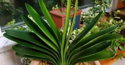 How to Make Clivia Fast Bloom, Help You Welcome Spring's Blossoms