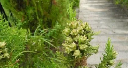 Detailed Explanation of Feng Shui Taboos for Cypress Trees (Exploring the Suitable Planting Environment and Taboos of Cypress Trees)