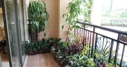 What to plant on a balcony: Five recommended plants for creating a green home