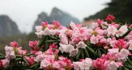 When does the azalea bloom, During the azalea blooming season