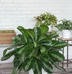 What indoor plants are suitable for pots, creating a fresh and livable space?