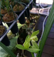 Aroma Overflowing – Types and Care of Fragrant Flowers (Creating Fresh Air, Enjoying Natural Fragrance)