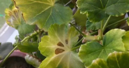 Why are the hawthorns not blooming? (Exploring the reasons for the lack of blooming hawthorns and solutions)