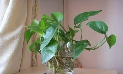 How to insert pothos in water, easily master the method of hydroponic pothos and growth secrets