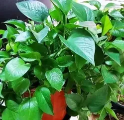 Is Pouring Beer on Devil's Ivy Correct? (The Right Way to Water with Beer and Its Effects on Devil's Ivy)