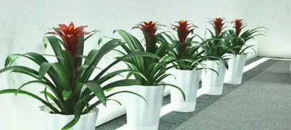 What kind of flowers are usually placed in an office, and how to choose green plants to enhance the aesthetic appeal of the space
