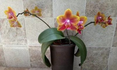 How to Grow Phalaenopsis Orchids: A Comprehensive Guide from Growth to Propagation