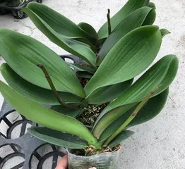 Analysis of the Growth Conditions and Adaptability of Phalaenopsis Orchids (Exploring the Hydrophilic or Xerophilic Tendencies of Phalaenopsis)