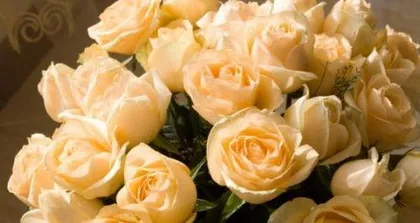 What is the meaning of a Champagne rose, a symbol of preciousness and romance in love?