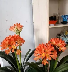 How to Grow a Thriving Clivia Miniata: Tips and Precautions for Rapid Growth!