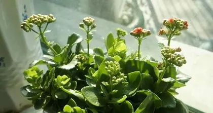 How to care for Kalanchoe, from rooting to blooming, creating a beautiful balcony garden