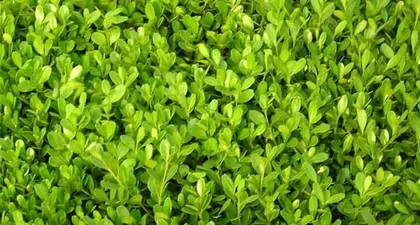 绿篱植物的种类与养护技巧（营造自然绿化环境，选择适合的绿篱植物非常重要）2