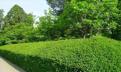 绿篱植物的种类与养护技巧（营造自然绿化环境，选择适合的绿篱植物非常重要）3