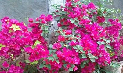 How to repot Bougainvillea, the care secrets for Bougainvillea to焕发新生