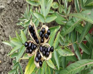 Peony Seed Planting Guide (How to Grow Healthy and Beautiful Peonies)