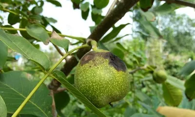Exploration of Pepper Grafting Technology (Achieving the Possibility of Mutual Combination of Different Varieties)