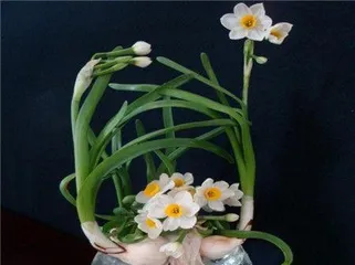 The Watering Methods and Precautions for Narcissus (From Choosing Water Source to Watering Frequency, Learn How to Properly Water Narcissus)
