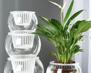 Flower planting in large, short pots (which beautiful flowers are suitable for planting in large, short pots?)
