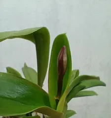 Care and Maintenance During the Cattleya Flowering Season (Creating a Beautiful and Elegant Garden Space)