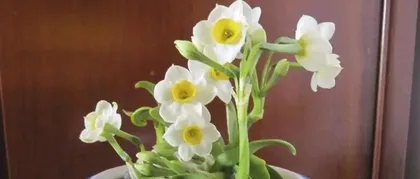 How to prevent Narcissus leaves from growing excessively?