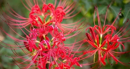 Explore flowers similar to the彼岸花, with their external characteristics and growth habits revealed one by one.