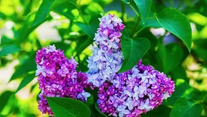 丁香花冬季开花的奥秘(探讨丁香花在寒冷冬季绽放的原因及养护方法)2