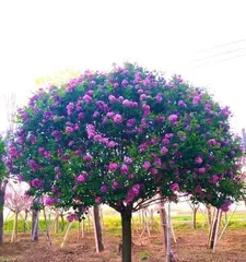 丁香花冬季开花的奥秘(探讨丁香花在寒冷冬季绽放的原因及养护方法)3