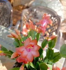 Cactus Flowering Season Explained (Mastering the Cactus Flowering Season for Effortless Enjoyment of Blooming Beauty)