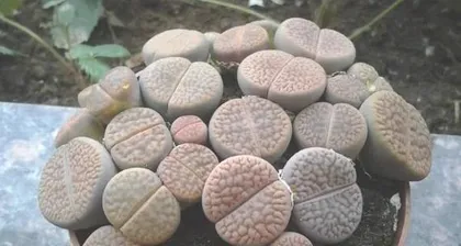 生石花养护指南(让你的生石花茁壮成长)2