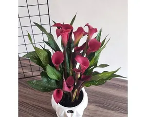 During the blooming period of the lotus flower, the exquisite beauty of the four seasons in nature (savoring the colorful wonders of nature, embarking on a delightful journey to chase the beauty of blooming flowers)
